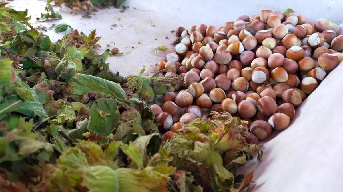Samsun\'da bu yıl fındıkta rekolte tahmini 112 bin 500 ton
