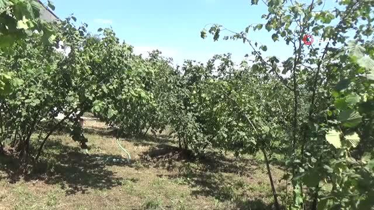 Samsun\'da bu yıl fındıkta rekolte tahmini 112 bin 500 ton