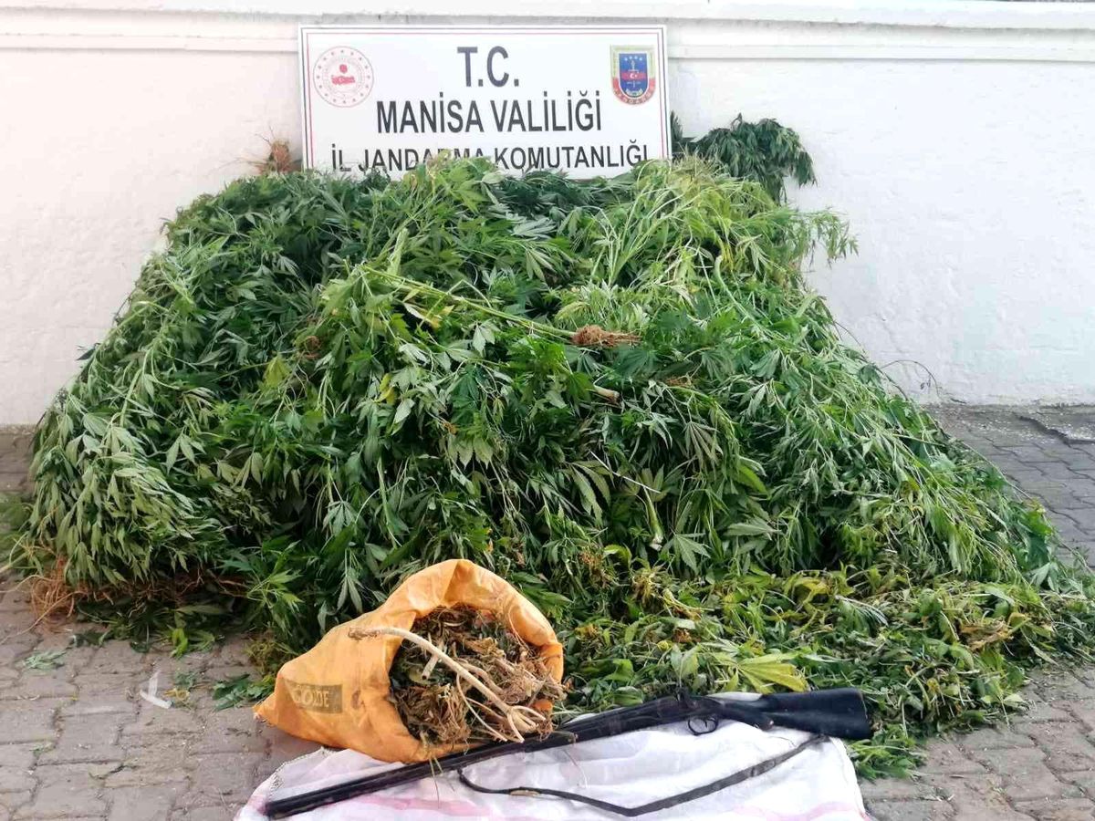 Serada yetiştirilen kenevirlere el konuldu