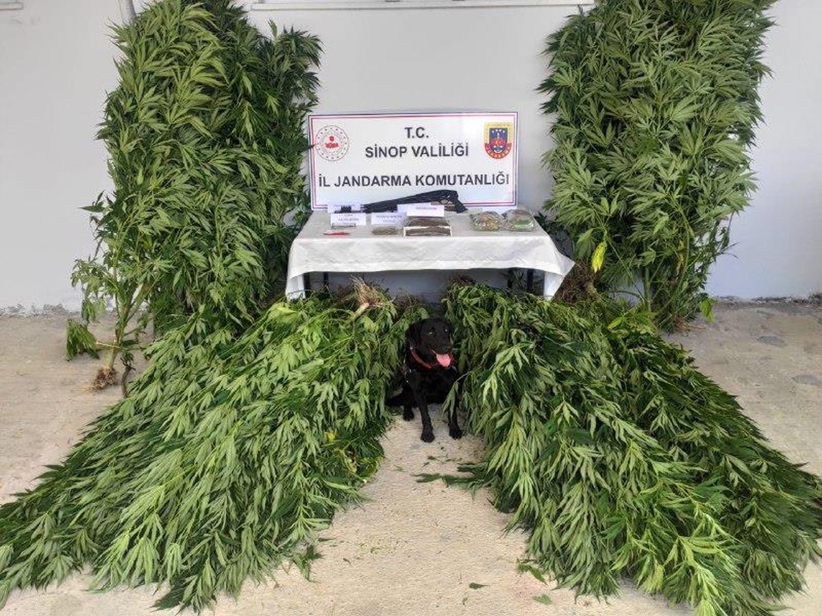 Sinop\'ta uyuşturucu operasyonunda 3 zanlı yakalandı