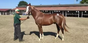 TİGEM'de safkan Arap koşu tayı satışı yapıldı