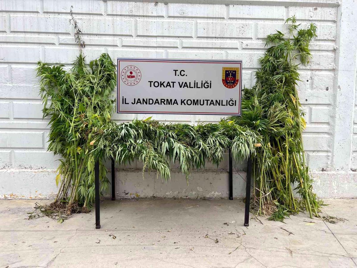 Yakalanacağını anlayınca 250 kilogram esrarı Kelkit çayına döktü