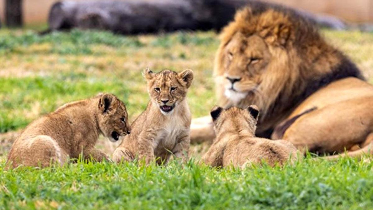 Avustralya\'daki Hayvanat Bahçesinde Üç Aslan Yavrusu Kamuoyuna Tanıtıldı