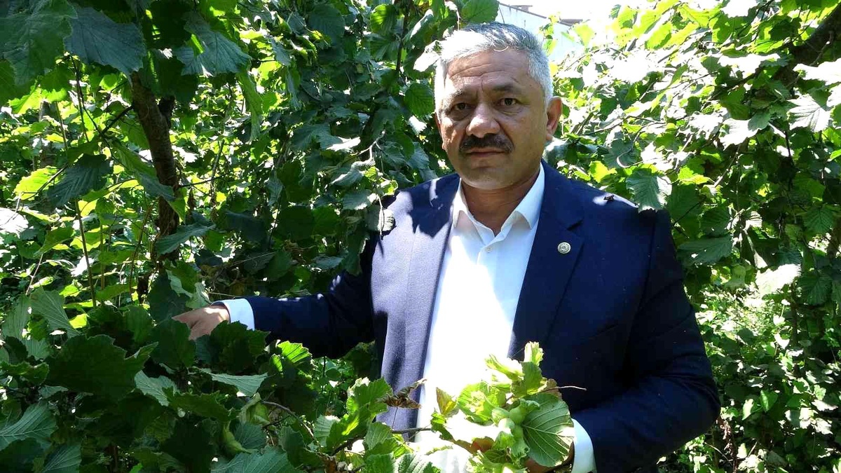 Cumhurbaşkanı, fındık fiyatını Ordu\'da açıklayacak