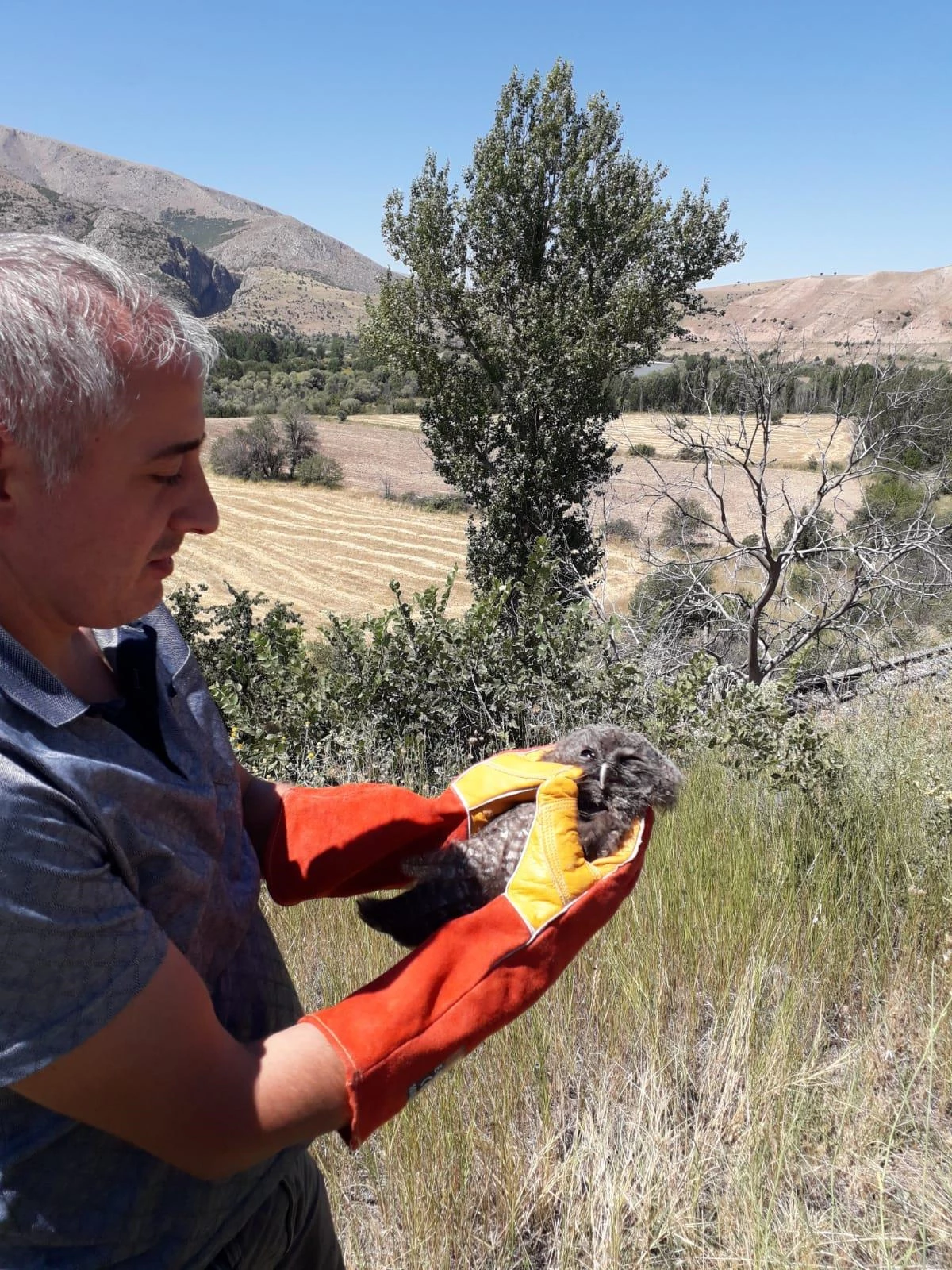 Erzincan\'da tedavi edilen baykuş yavrusu doğaya bırakıldı