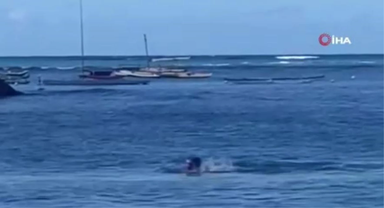 Hawaii\'de keşiş foku yüzen kadına saldırdı