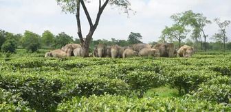 Hindistan'da Asya fili sürüsü görüntülendi