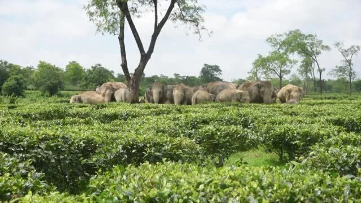Hindistan\'da Asya fili sürüsü görüntülendi