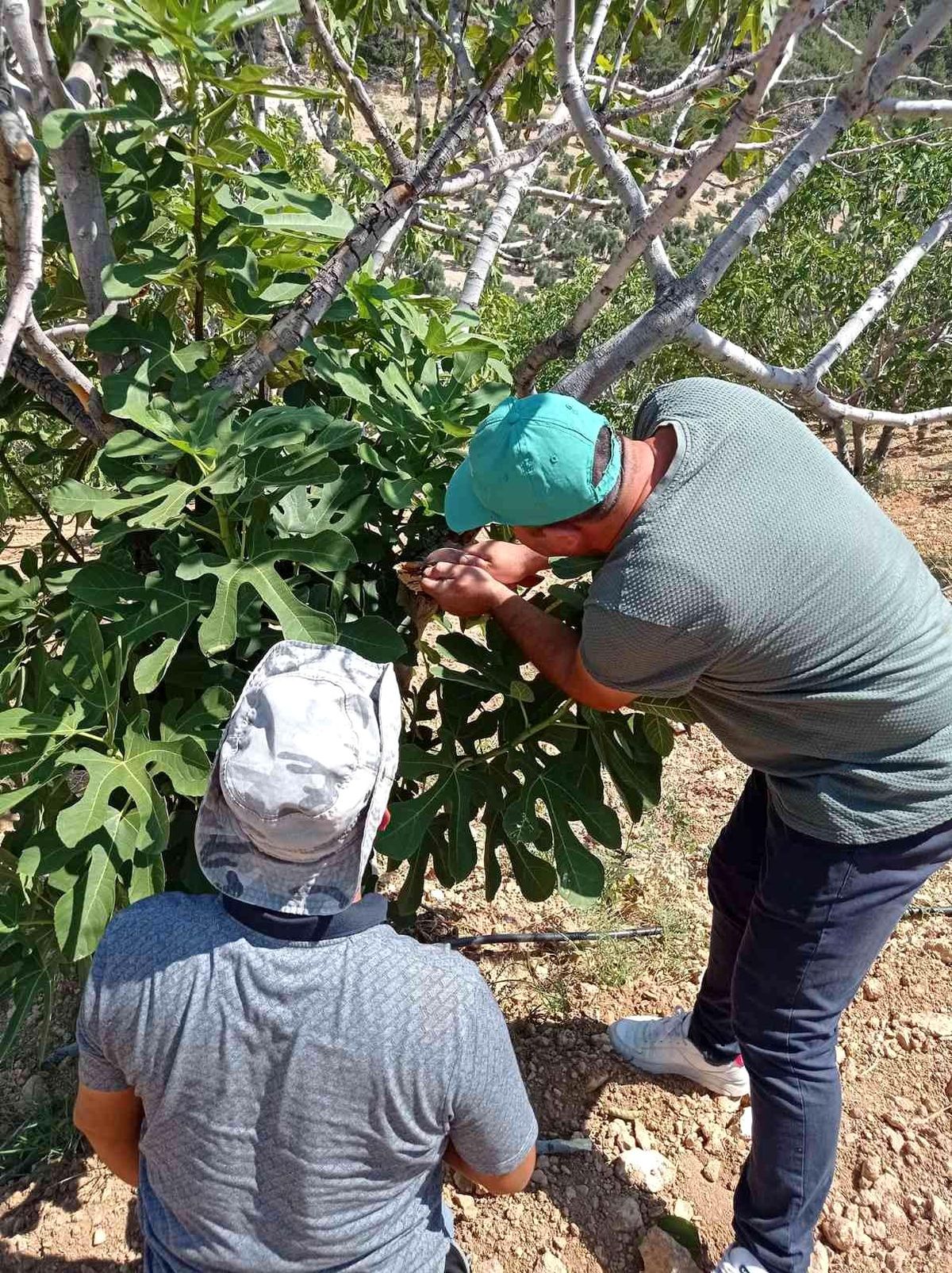 Karacasu\'da \'teke böceği\' alarmı sürüyor