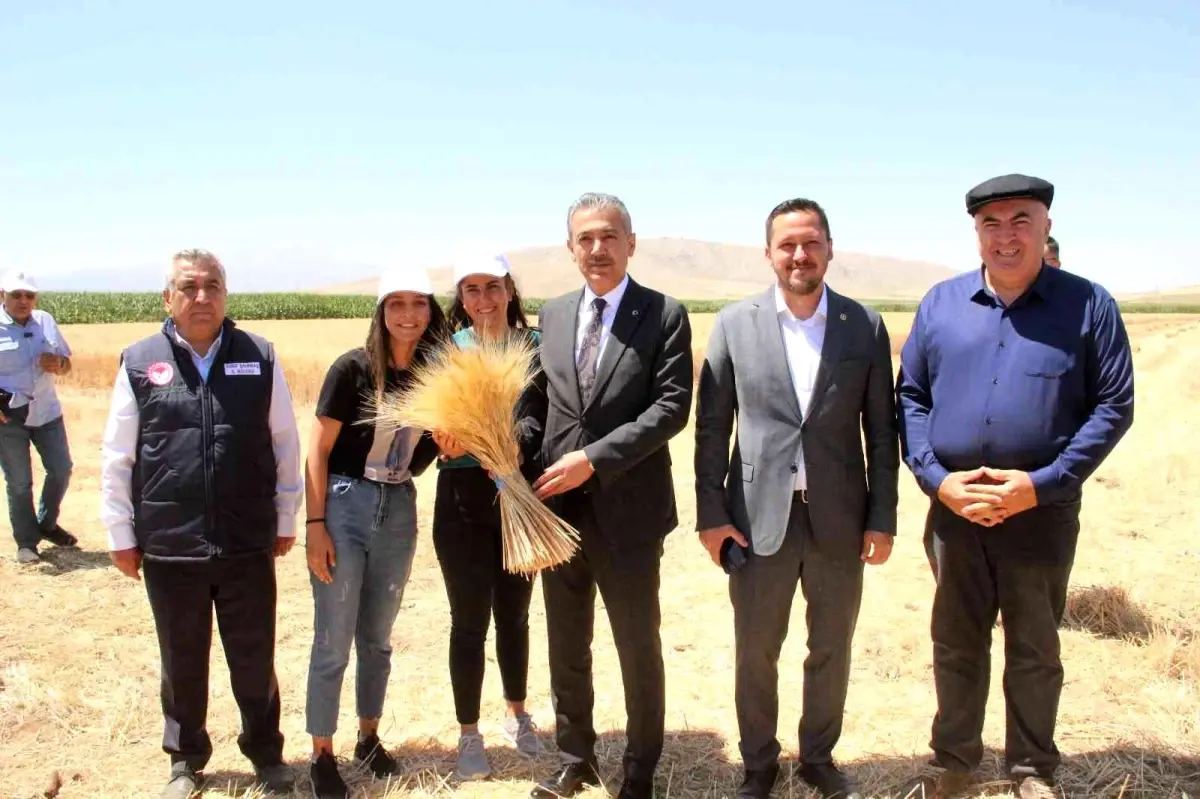 Karaman ovasında son buğday hasadı yapıldı