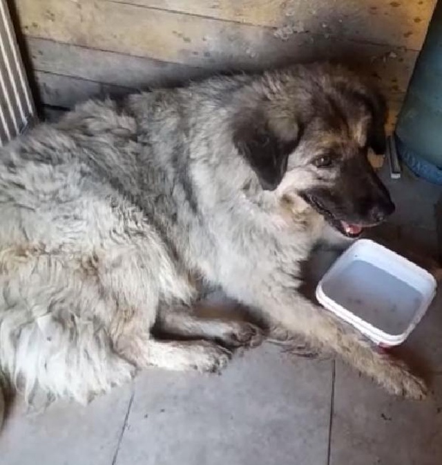 Kamyonetiyle yolunu değiştirerek, yerde yatan köpeği ezdi Kamyonetiyle yolunu değiştirerek, yerde yatan köpeği ezdi