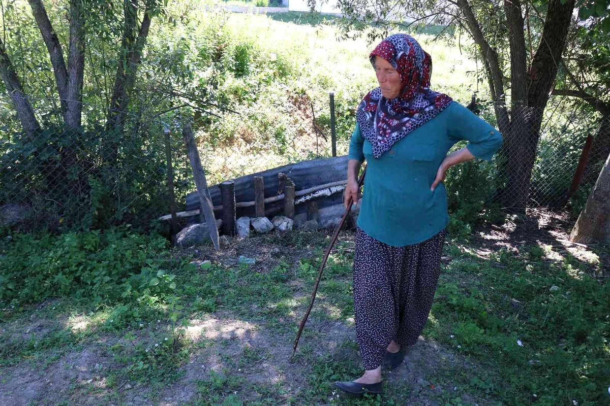 Ormana bırakılan köpeklerin saldırdığı koyunlar telef oldu