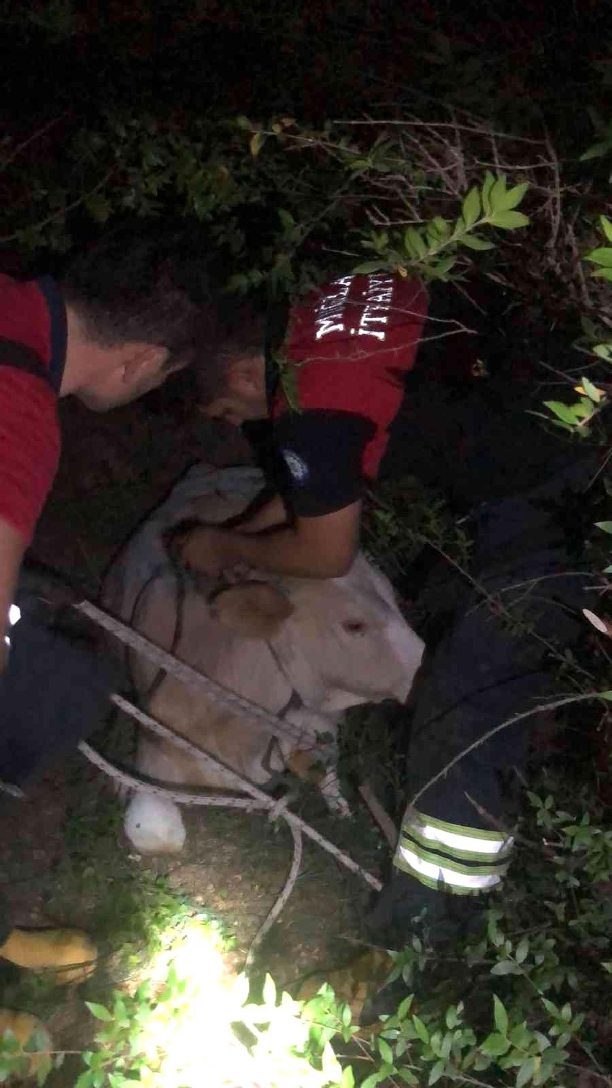 Seydikemer\'de çukurda mahsur kalan inek kurtarıldı