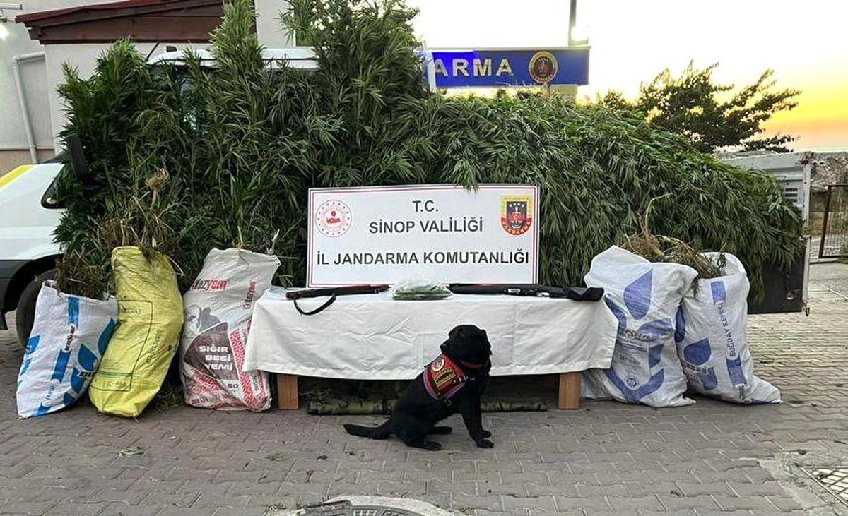 Sinop\'ta 19 kilo esrar ile bin 773 kök kenevir ele geçirildi