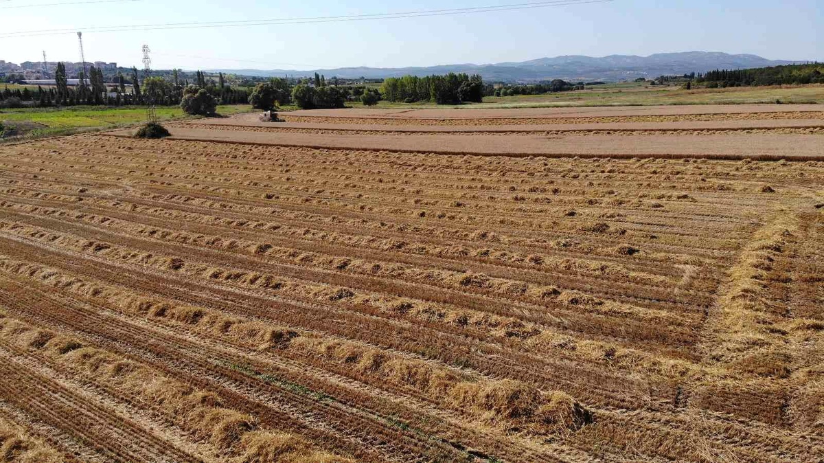 Üniversitenin arazisine buğday ektiler, 400 ton hasat yaptılar