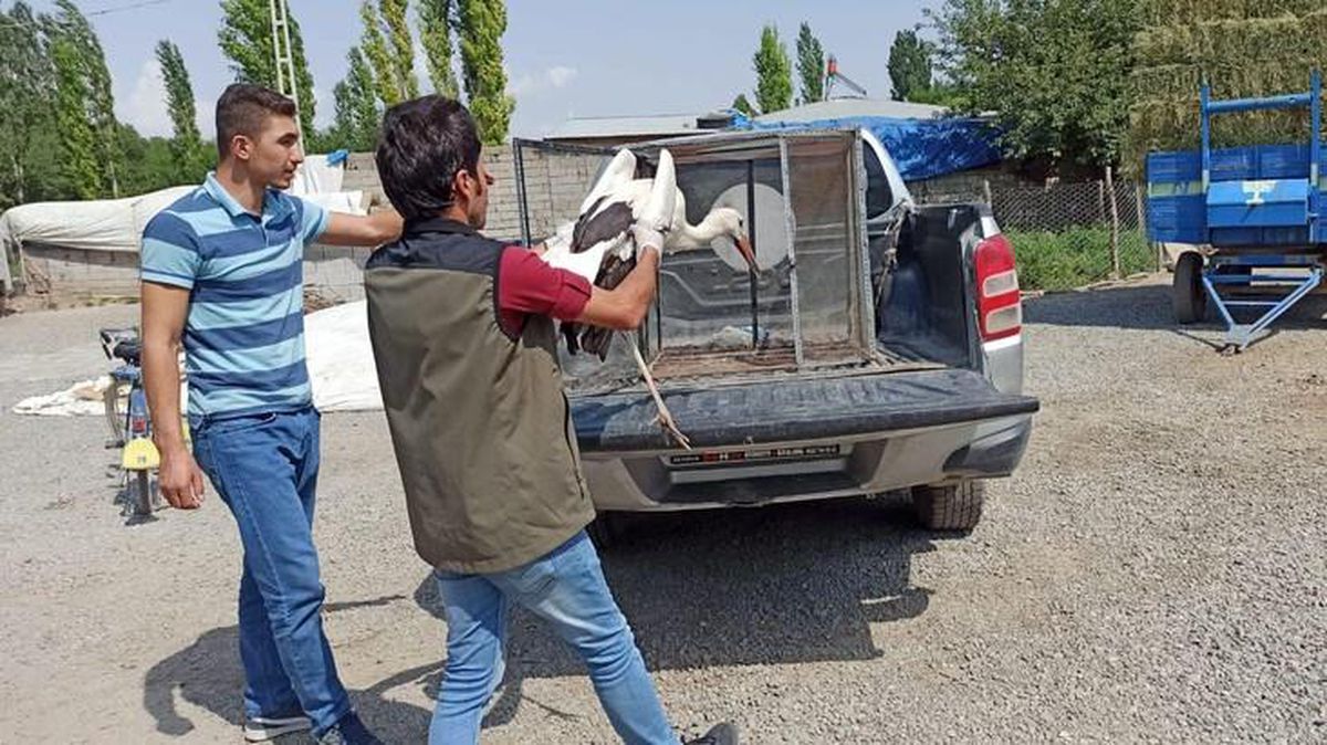 Aşırı sıcaktan bitkin düşen leylekler tedavi altına alındı