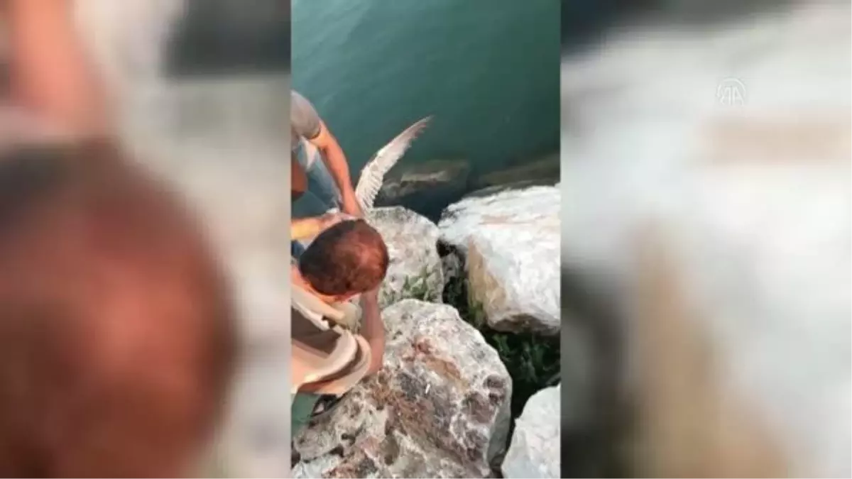 Yalova'da ayağına misina dolanan martıyı balıkçılar kurtardı