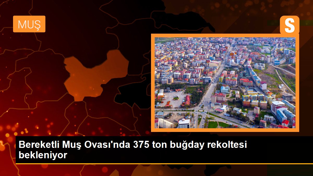 Bereketli Muş Ovası\'nda 375 ton buğday rekoltesi bekleniyor