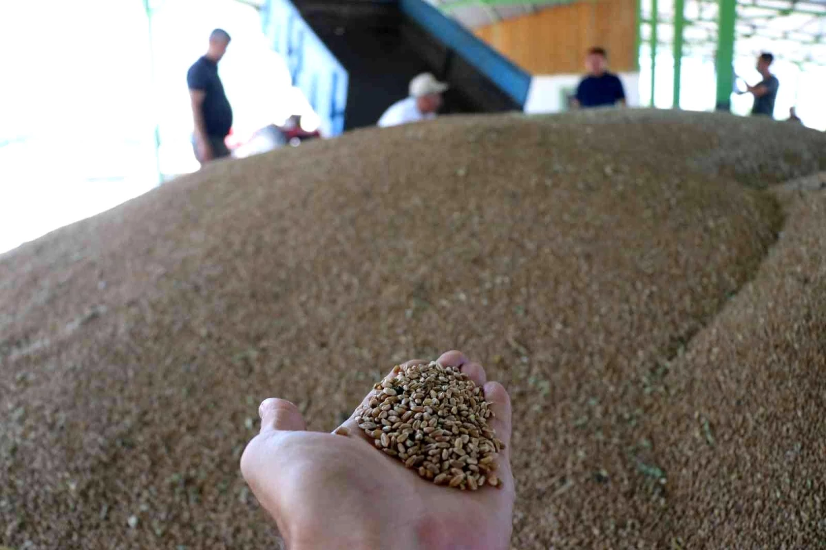 Bolu\'da çiftçiler tonlarca buğdayı TMO\'ya satmaya başladı