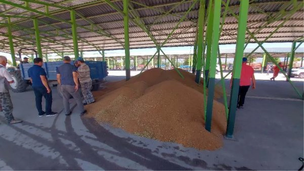 Bolu\'da, TMO\'nun buğday ve arpa alımına çiftçilerden yoğun ilgi