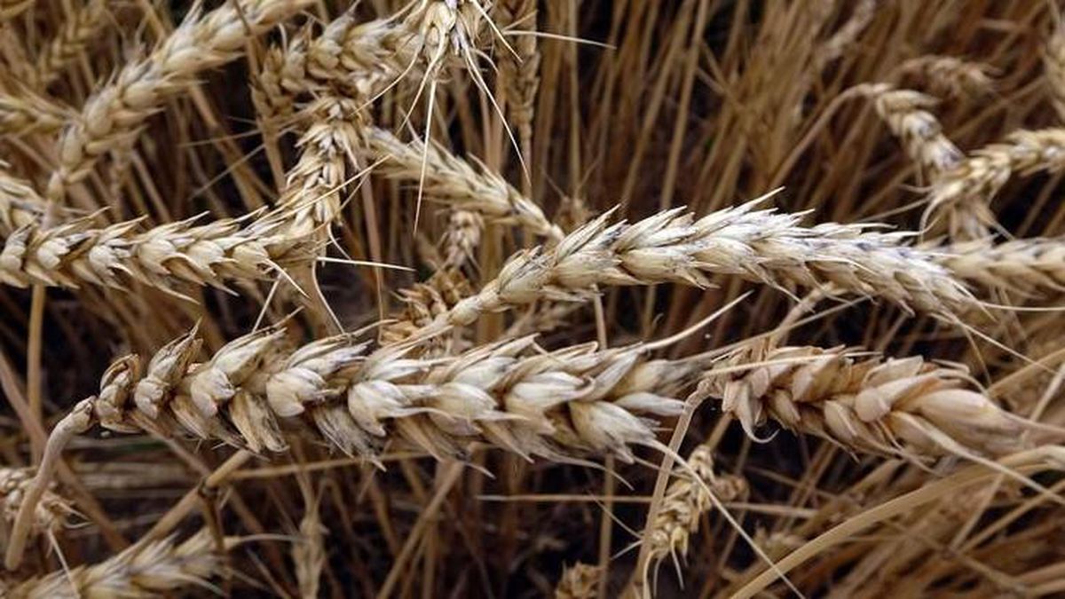 Buğday ve arpa alımı için taban fiyatlar belirlendi