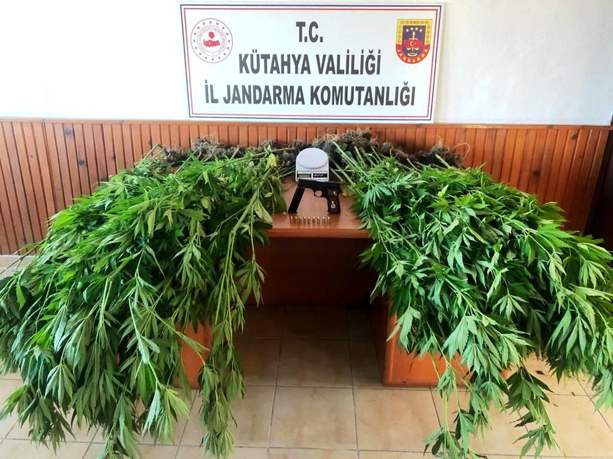 Domaniç\'te 100 kök keneviri ele geçirildi