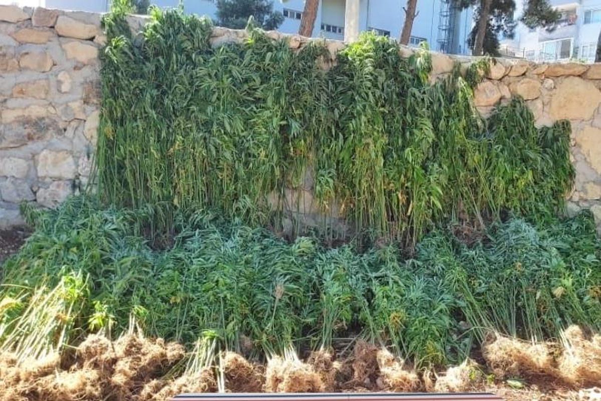Hatay\'da ormanlık alanda 15 bin 750 kök Hint keneviri bulundu