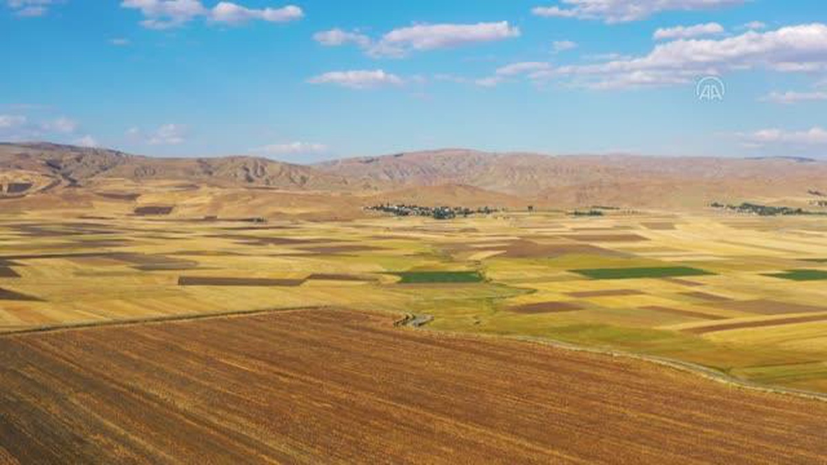 Muş Ovası\'nda buğday hasadı FPV dron ile görüntülendi
