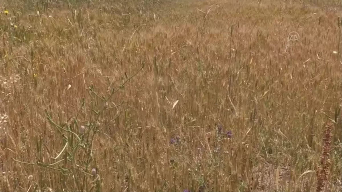 Tohum desteği ve yağış bereketiyle Erzurum'da hububatta yüzde 60 artış bekleniyor