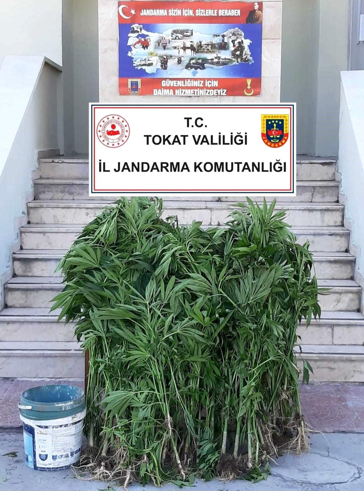Tokat\'ta 84 kök hint keneviri ele geçirildi