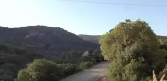 Tunus'taki orman yangını kontrol altına alındı