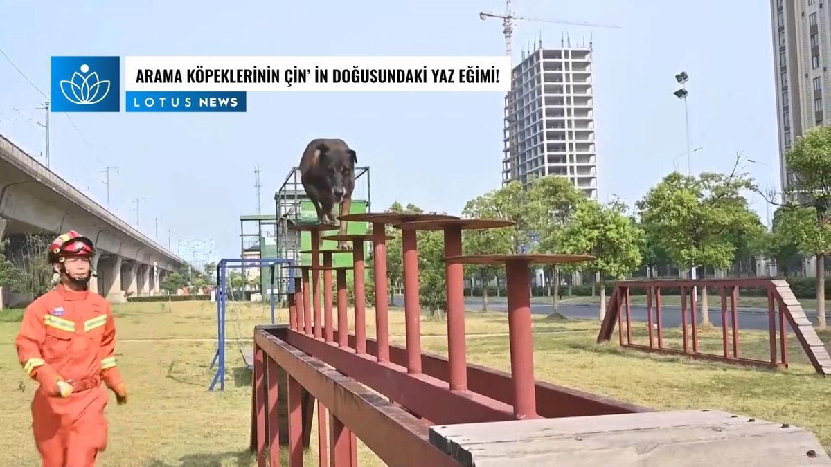 Video: Arama Köpeklerinin Çin\'in Doğusundaki Yaz Eğimi