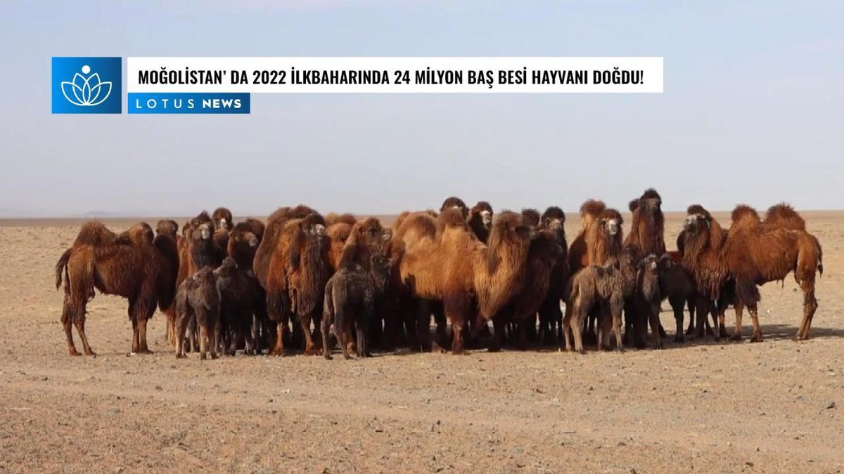 Video: Moğolistan\'da 2022 İlkbaharında 24 Milyon Baş Besi Hayvanı Doğdu