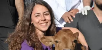 ABD'den getirilen embriyolardan ilk buzağılar doğdu