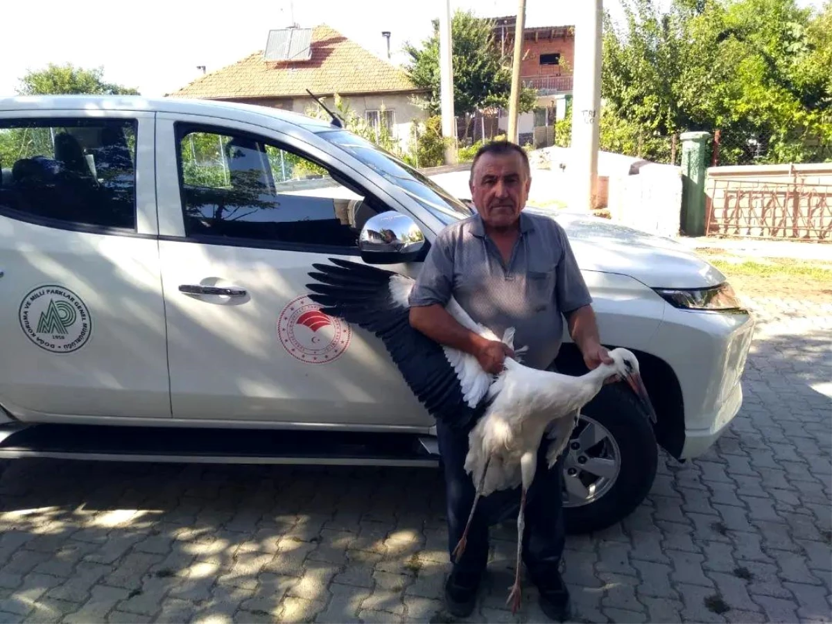 Beyşehir\'de yaralı bulunan leylek koruma altına alındı