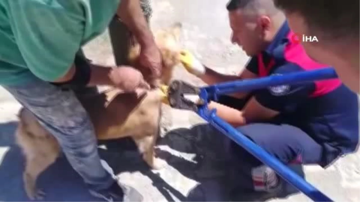 Biri direğe bağlı, diğeri kuyuda mahsur kalan köpekleri itfaiye kurtardı