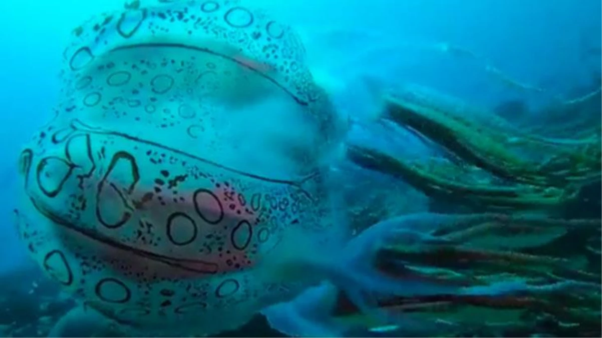 25 yıl sonra ikinci kez görülen denizanası mest etti
