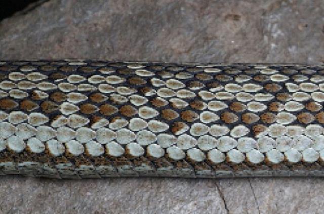 Evdeki ihbara giden yılan uzmanı, karşısına çıkan yılanı görünce tir tir titredi Evdeki ihbara giden yılan uzmanı, karşısına çıkan yılanı görünce tir tir titredi