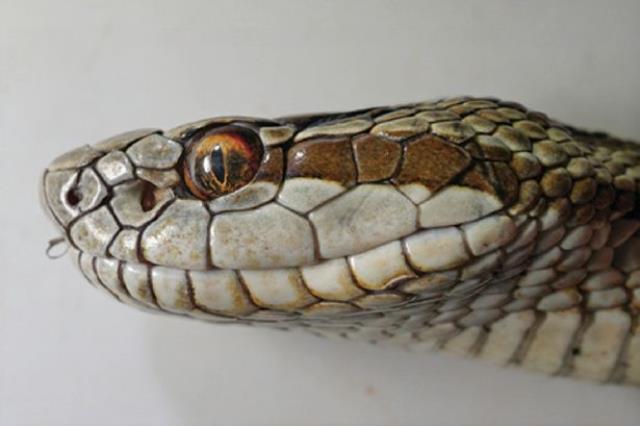 Evdeki ihbara giden yılan uzmanı, karşısına çıkan yılanı görünce tir tir titredi Evdeki ihbara giden yılan uzmanı, karşısına çıkan yılanı görünce tir tir titredi