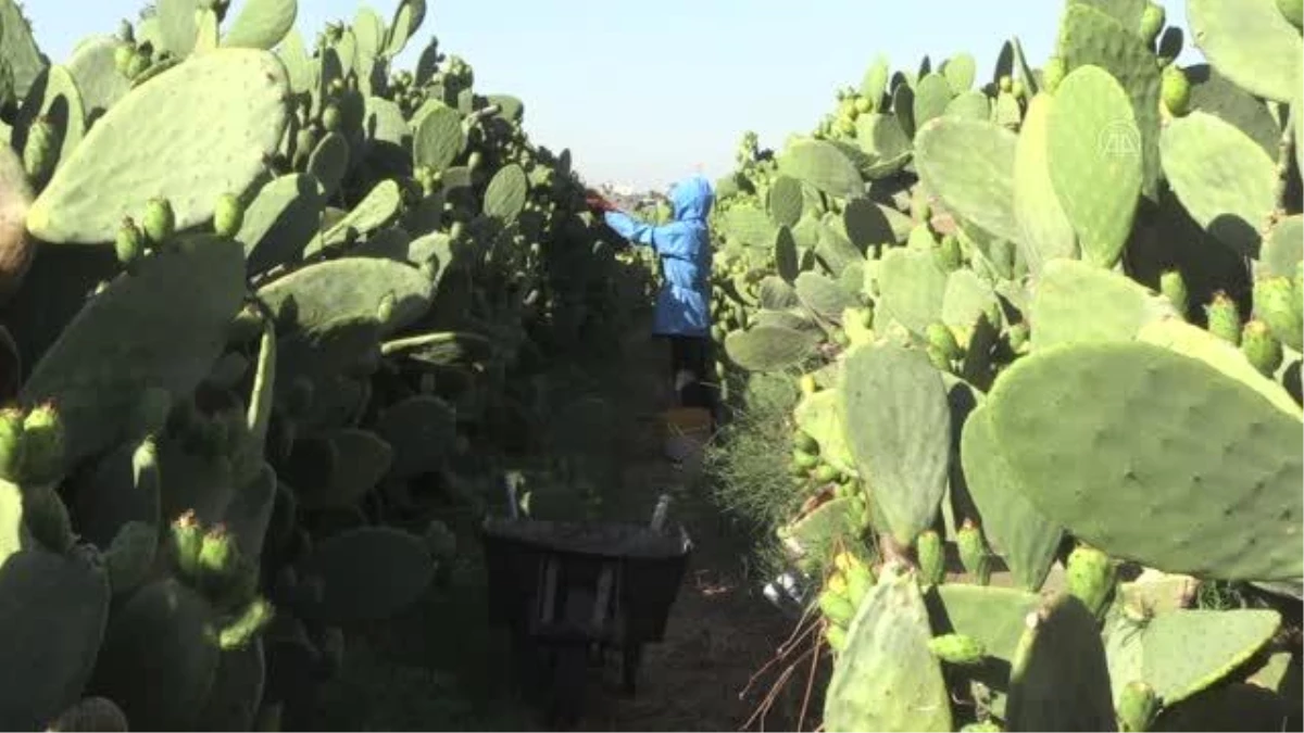 Filistin\'de Hint inciri hasadı
