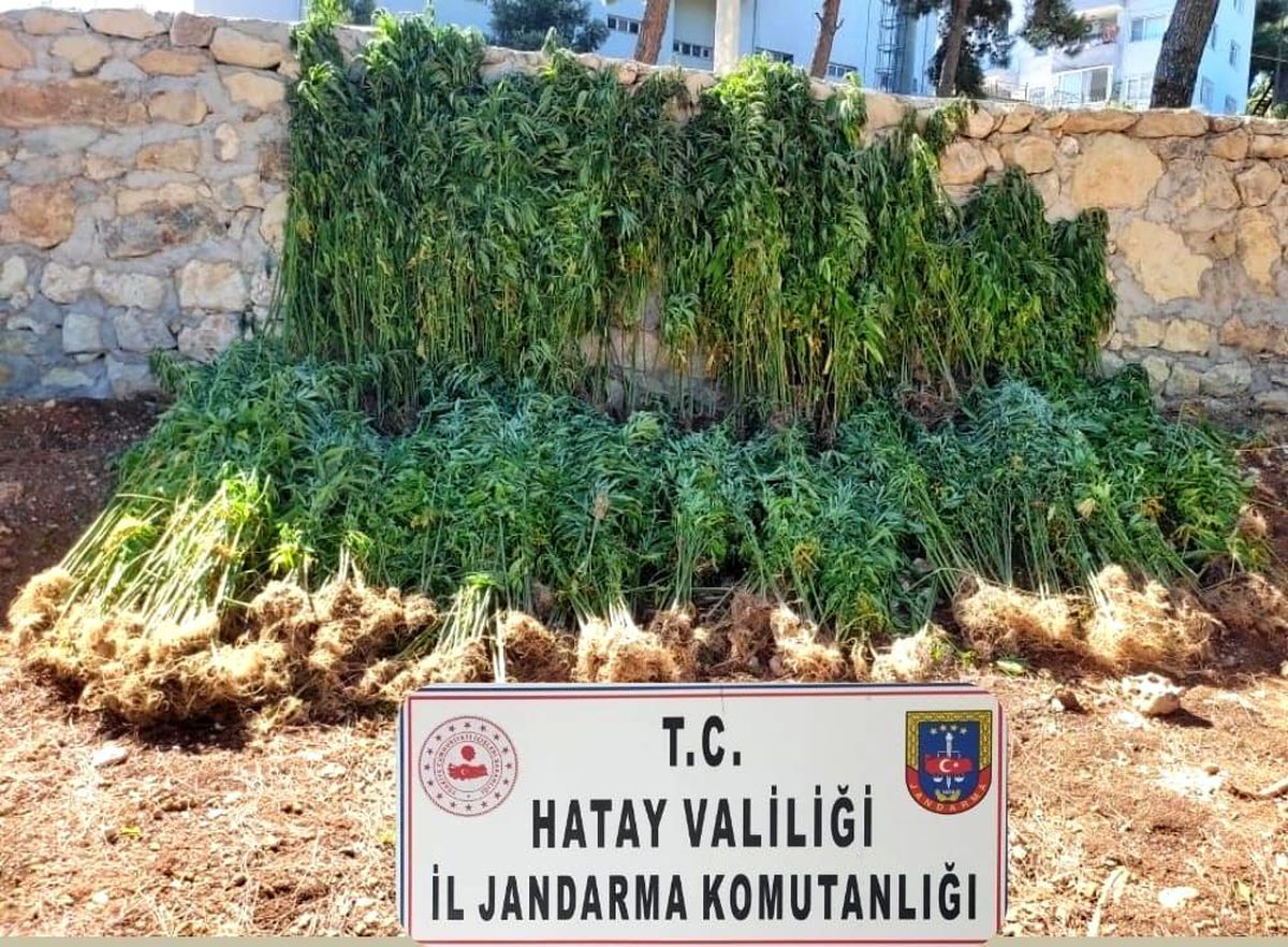 Hatay\'da 15 bin 750 kök kenevir bitkisi ele geçirildi