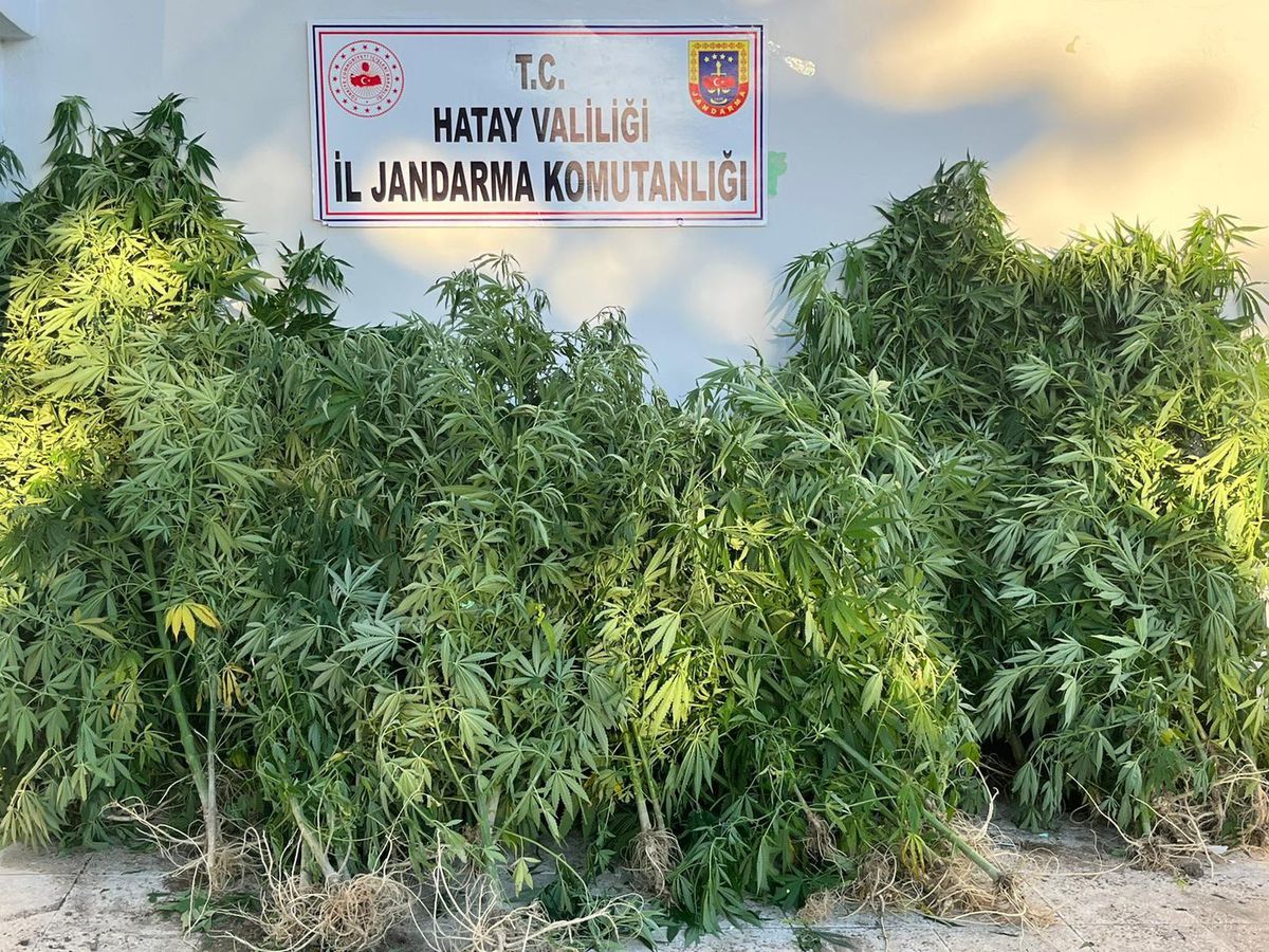 Hatay\'da zeytin bahçesinde Hint keneviri yetiştiren şüpheli yakalandı