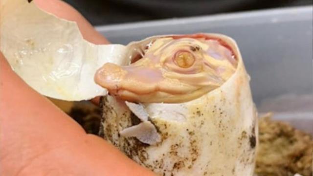 Hayvanat bahçesinde nadir görülen albino timsah yumurtadan çıktı Hayvanat bahçesinde nadir görülen albino timsah yumurtadan çıktı
