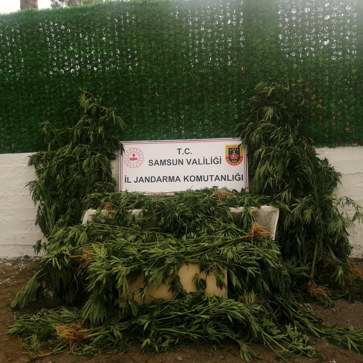 jandarmadan mısır tarlasına kenevir operasyonu: 1 gözaltı