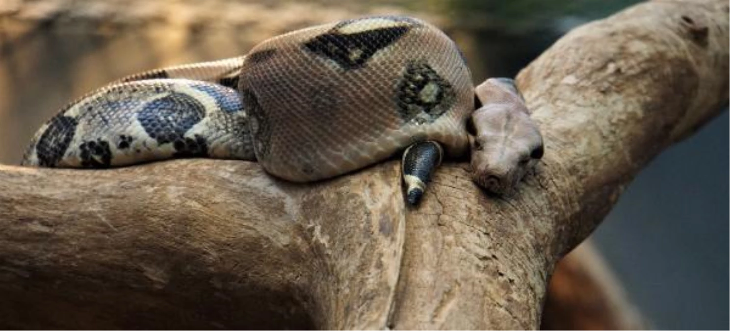 Kurbağa ve yılan gibi iki istilacı tür, dünyayı 16.3 milyar dolar zarara uğrattı