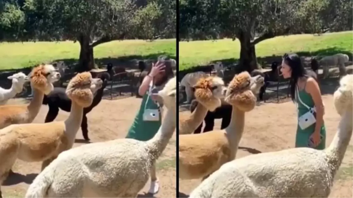 Lama'yı sevmek isteyen kadın suratına tükürük yedi: Ya bu hayvanlar tükürmeye dün mü başladı?