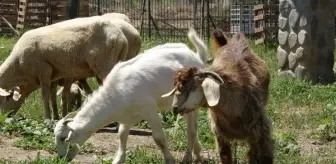 Manavgat yangınından kurtarılan gebe keçinin yavruları büyüdü