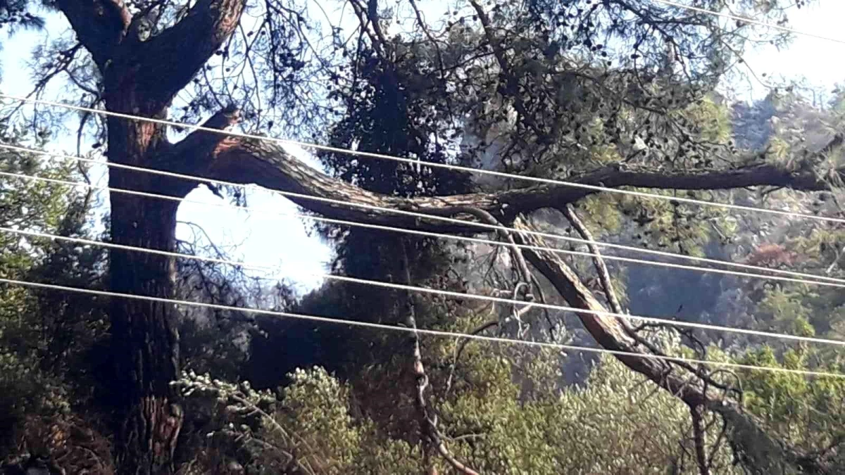 Marmaris\'te yaşanan orman yangının çıkış sebebi belli oldu: Kırılan ağaç dalının elektrik tellerine teması sonucu meydana geldi