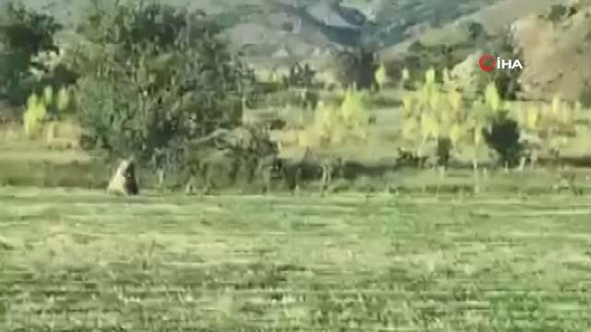 Tarlaya inen ayı, kornayla uzaklaştırıldı