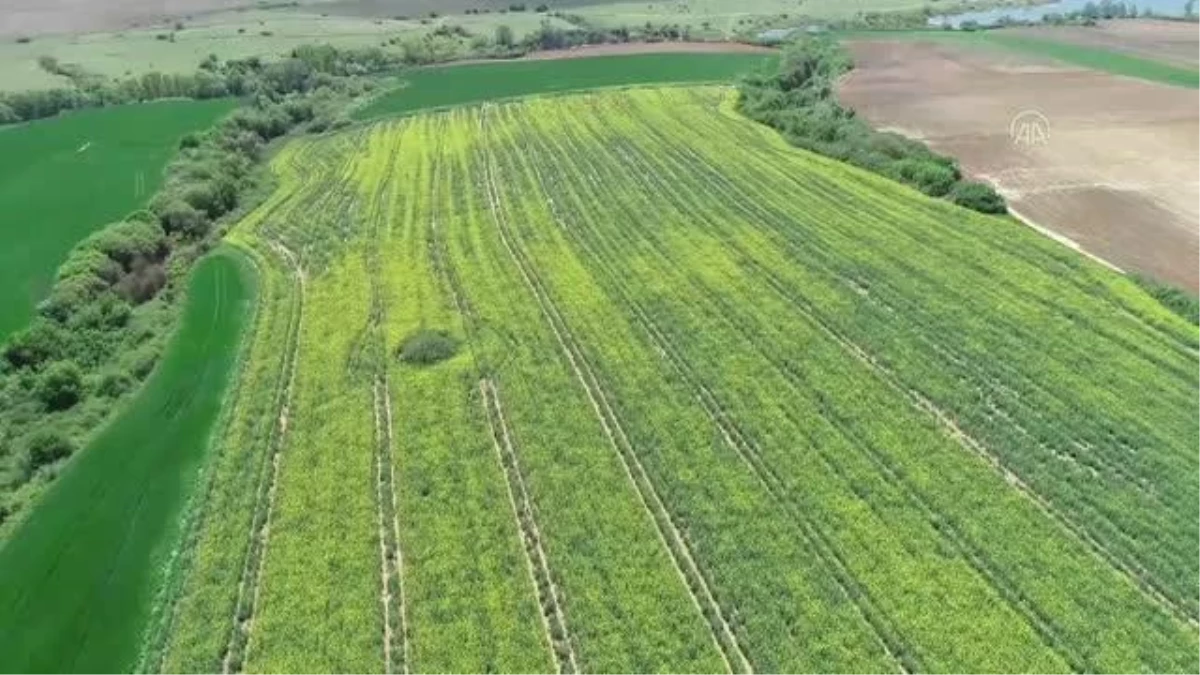 Tekirdağ\'ın "renkli tarlaları" turizme katkı sağlıyor